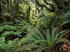 Adventures on the West Coast, New Zealand