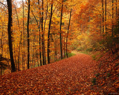 Autumn in Freiburg