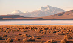 Salar de Surire & Las Vicuñas National Reserve