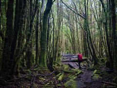 Jungle Granite at Cochamó