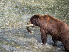 Salmon and Grizzlies in Hyder