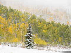 Autumn in the Wasatch