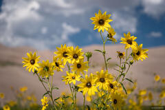 Sunflowers in the Great Sand Dunes