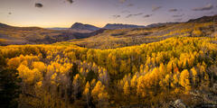 Autumn Aspens on Kebler Pass