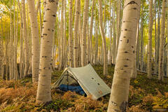 Aspen Immersion