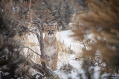Winter Scenes around Ridgway