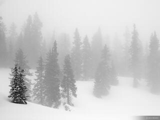 Misty Trees