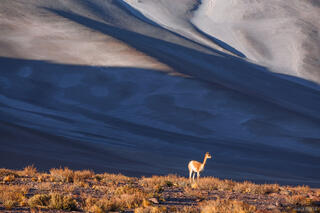 Vicuña at Aguas Calientes