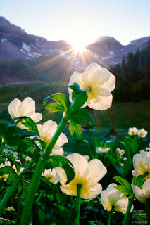 Globeflower Sunset