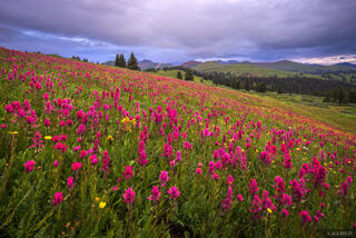 Paintbrush Morning