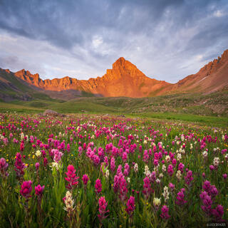 Wetterhorn Clouds and Flowers