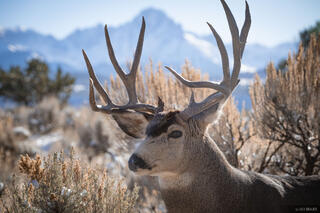 Buck Portrait
