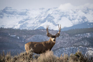 Buck and Sneffels Range