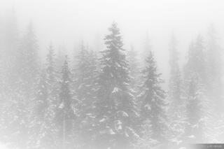 Sillian Fog B&W
