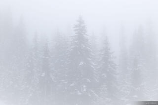 Sillian Fog