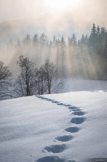 Ephemeral Tracks