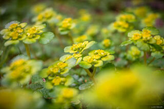 Finkenberg Bloom