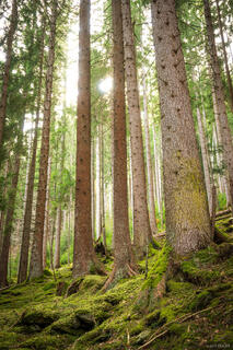 Finkenberg Forest
