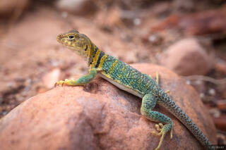 Collared Lizard in Knowles Canyon