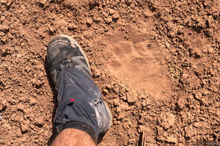 Black Ridge Bear Track