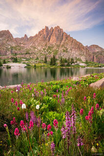 Jagged Wildflower Sunset