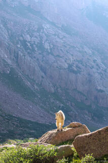 Mountain Goat Blues