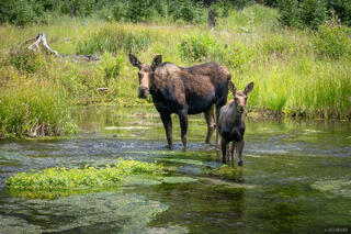 Moose and Calf