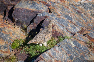 Hidden Ptarmigan