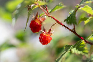 Ripe Raspberries
