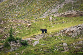Ragged Bear