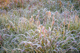 Frosted Grass