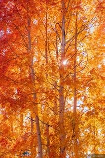 Ruby Aspen