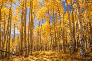 Forest of Gold