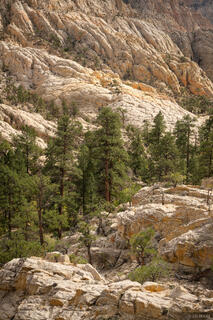 Canyon Ponderosas