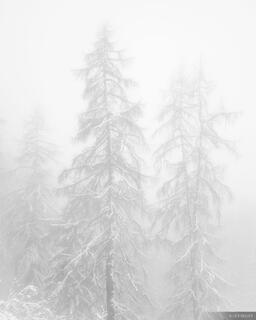 Larches in the Fog