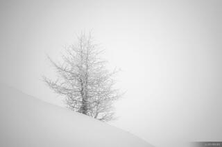 Lone Larch