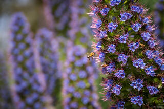 Bee in Purple