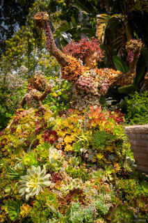Succulent Dancer