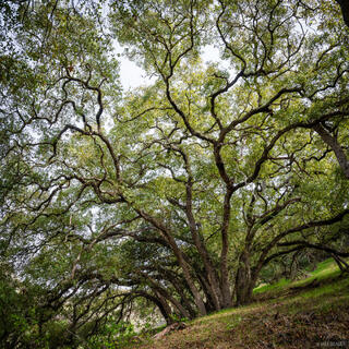 Spider Tree