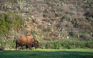 Little Harbor Bison