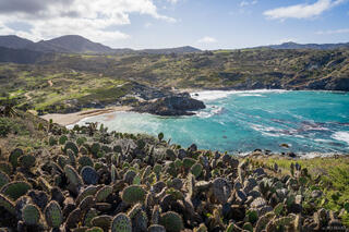 Little Harbor Cacti