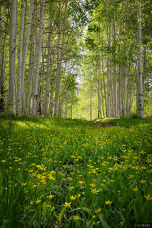 Aspen Flowers