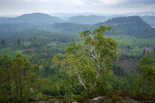 Sandstone Forest
