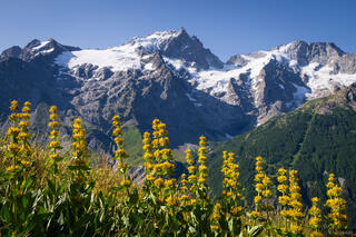 Yellow Gentians and La Meije