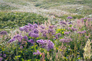 Ecrins Wildflowers