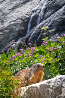 Marmot Falls
