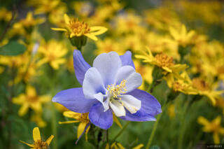 Columbine in Yellow