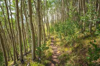 Highline Trail Aspens