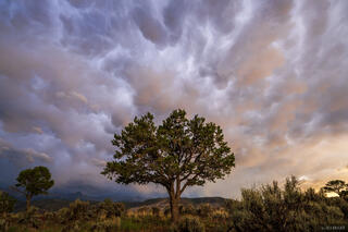 Pinyon Clouds