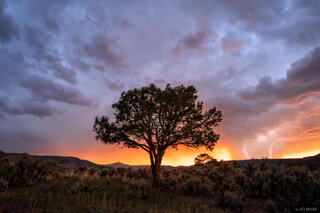 Pinyon Lightning